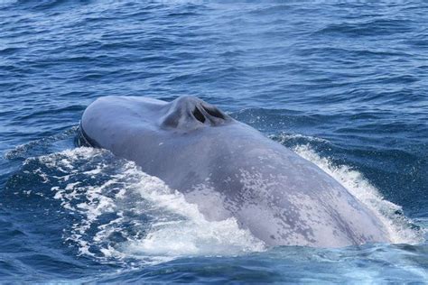 pene ballena azul|La eyaculación de la ballena azul 